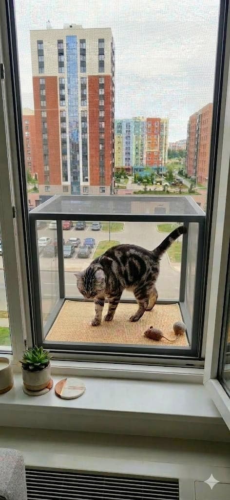 cats.models.cat-balcony_name